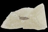 Two Fossil Willow Leaves (Salix) - Green River Formation, Utah #117996-1